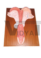 The dissection model of horse uterus